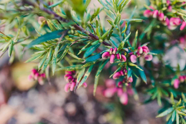 오스트레일리아 원주민붉은 윌리아 식물이 뒷마당에 야외에서 심도가 들판에서 찍었다 — 스톡 사진