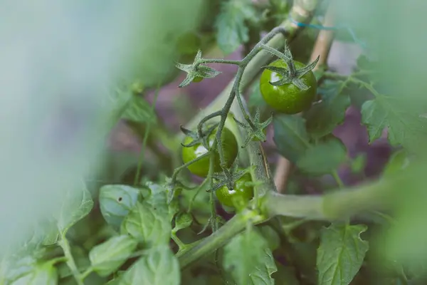 Närbild Tomat Växt Med Frukt Utomhus Solig Bakgård Skott Grunt — Stockfoto