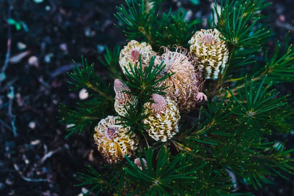 Native Australian Birthday Candle Banksia Plant Outdoor Sunny Backyard Shot — Stock Photo, Image