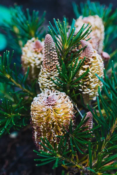 Native Australian Birthday Candle Banksia Plant Outdoor Sunny Backyard Shot — Stock Photo, Image