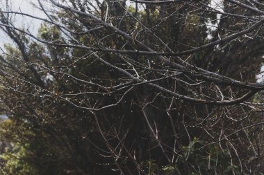 Yaprakları olmayan çıplak ağaç dallarına yakın çekim ve sığ bir alan derinliğinde çekilmiş yağmur damlaları.