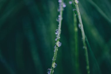 Poa poiforis bitkisine yakın çekim. Sığ alan derinliğindeki yağmur damlalarıyla kaplı.