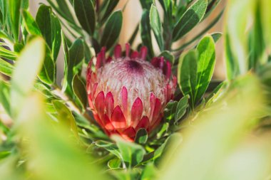 Yerli Afrika protea bitkisine yakın plan, pembe çiçekli, sığ alan derinliğinde.