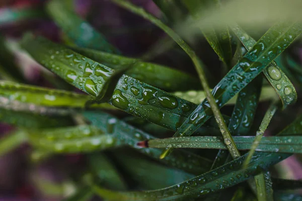 Nahaufnahme Von Dianella Tasmanica Graspflanze Freien Mit Regentropfen Geringer Schärfentiefe — Stockfoto