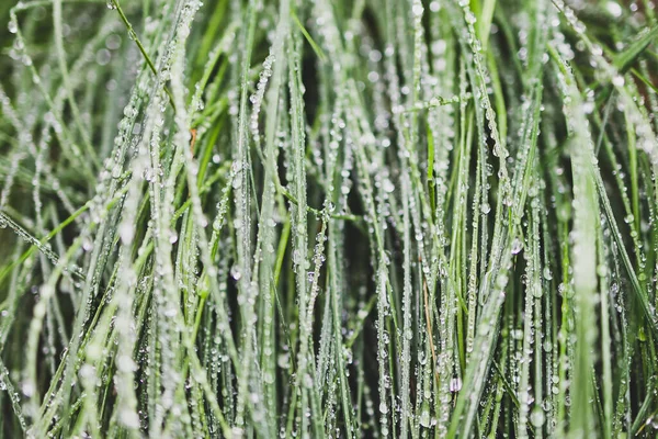 Close Poa Poiformis Grama Planta Livre Coberto Gotas Chuva Profundidade — Fotografia de Stock