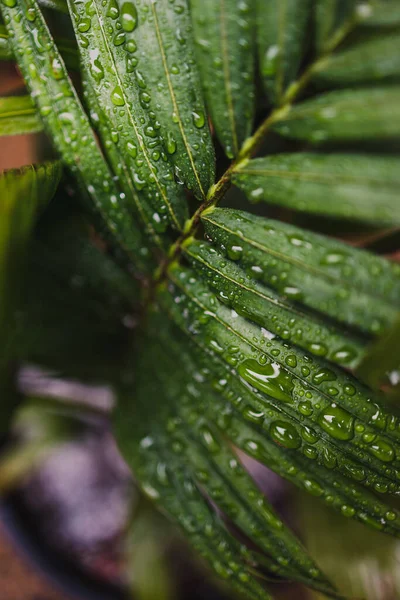 Крупным Планом Пальмового Листа Открытым Небом Покрытого Дождевыми Каплями Снятыми — стоковое фото