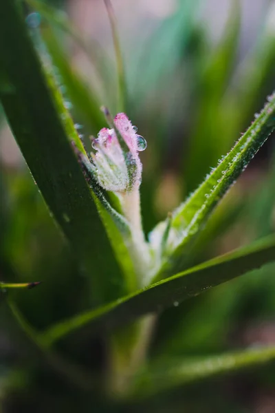 Ενδημικό Αυστραλιανό Φυτό Πόδι Καγκουρό Υπαίθρια Καλύπτονται Από Σταγόνες Βροχής — Φωτογραφία Αρχείου
