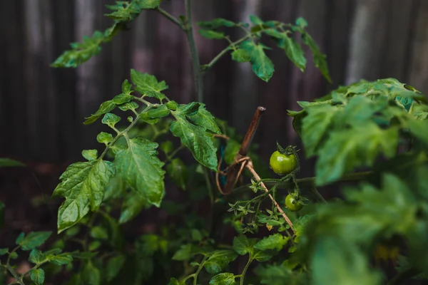 Primer Plano Planta Tomate Con Frutas Aire Libre Patio Trasero — Foto de Stock