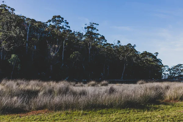 Hobart Tasmanie Juin 2020 Beau Paysage Tasmanie Long Rivière Browns — Photo