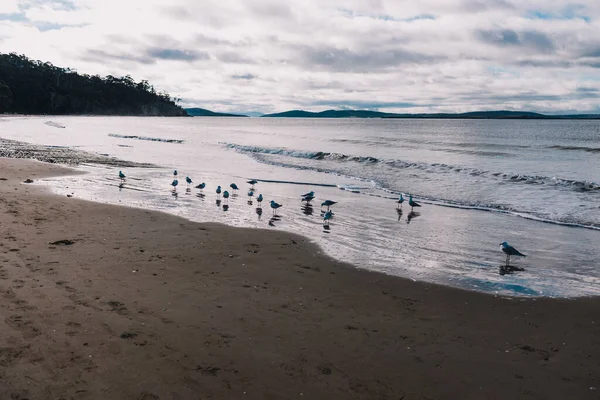 Pantai Tasmania Yang Indah Dan Pemandangan Pantai Kingston Beach Pinggiran — Stok Foto