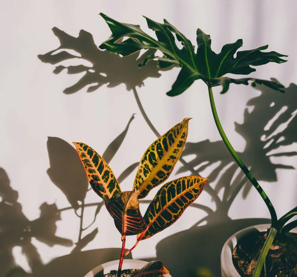 Close Monstera Croton Plants Indoor Harsh Sunlight Creating Shadows Wall — Stock Photo, Image