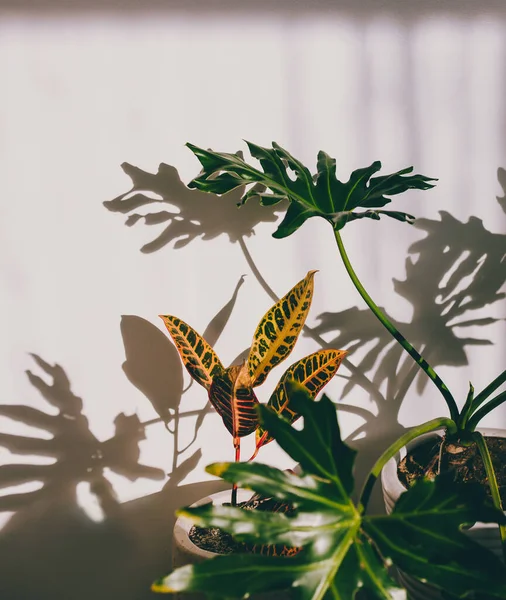 close-up of monstera and croton plants indoor with harsh sunlight creating shadows on the wall shot at shallow depth of field