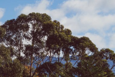 Uzakta dağları olan okaliptüs sakızları Tazmanya, Avustralya 'da kışın serin olur.