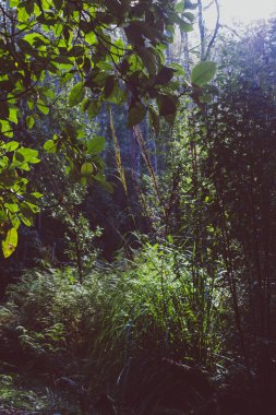 Tazmanya, Avustralya 'daki Myrtle Falls' da yemyeşil ve sık bitki örtüsü olan vahşi çalı manzarası