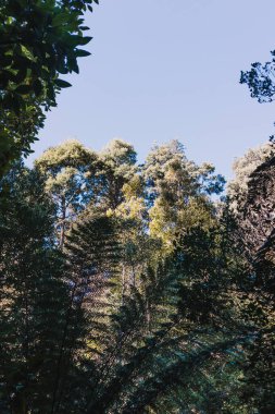 Tazmanya, Avustralya 'daki Myrtle Falls' da yemyeşil ve sık bitki örtüsü olan vahşi çalı manzarası