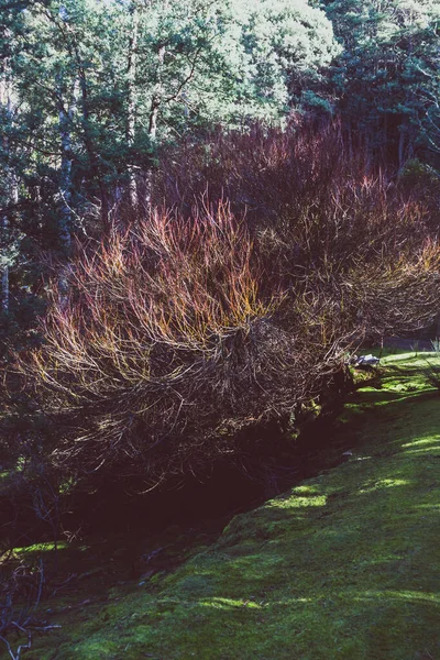 Άγριο Τοπίο Θάμνων Πλούσια Και Πυκνή Βλάστηση Στο Myrtle Falls — Φωτογραφία Αρχείου