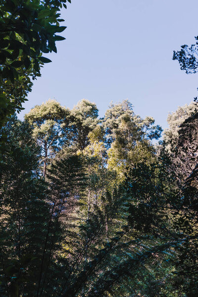 wild bush landscape with lush and thick vegetation in Myrtle Falls in Tasmania, Australia
