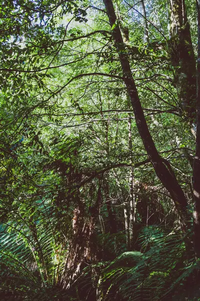 Paisaje Arbustos Silvestres Con Exuberante Espesa Vegetación Myrtle Falls Tasmania — Foto de Stock