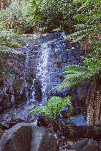 Paysage Brousse Sauvage Avec Cascade Végétation Épaisse Myrtle Falls Tasmanie — Photo