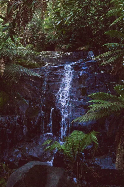 Paisaje Salvaje Con Cascada Vegetación Espesa Myrtle Falls Tasmania Australia — Foto de Stock