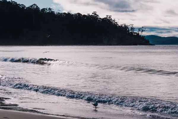 Prachtig Tasmaans Strand Landschap Met Bewolkte Lucht Koude Contrasterende Tinten — Stockfoto