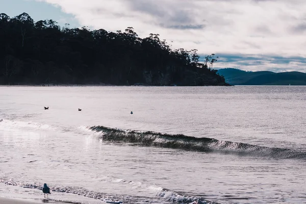 Indah Tasmanian Pantai Lanskap Dengan Langit Mendung Dan Dingin Kontras — Stok Foto