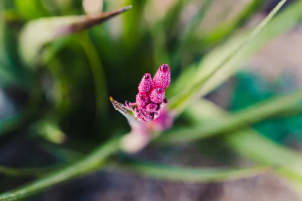 澳大利亚土生土长的袋鼠爪植物生长在阳光充足的后院 在浅水区拍摄 — 图库照片