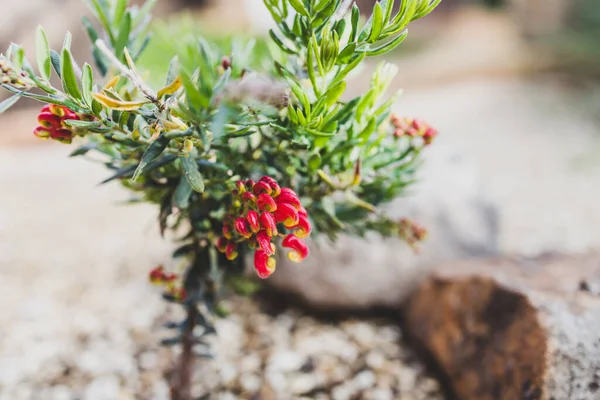 Nativní Australská Červená Grevillea Rostlina Venkovní Slunném Dvoře Záběr Mělké — Stock fotografie