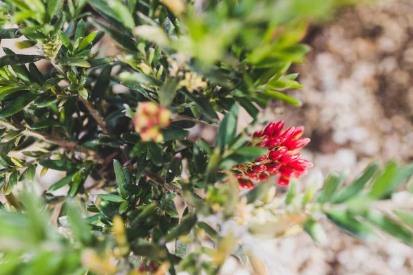 フィールドの浅い深さで撮影日当たりの良い裏庭でネイティブオーストラリアの赤グレビリア植物屋外 — ストック写真