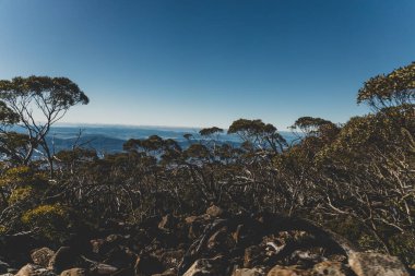 Tazmanya 'daki Wellington Dağı' na tırmanırken uzun okaliptüs ağacı ve Avustralya çalı tarlalarıyla çevrili güzel bir yol.