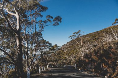 beautiful road surrounded by tall eucalyptus gum tree and Australian bush land while driving up Mount Wellington Kunanyi in Tasmania clipart