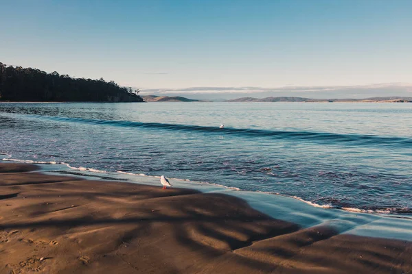 Hermosa Playa Prístina Tasmania Hobart Del Sur Atardecer Sin Gente — Foto de Stock