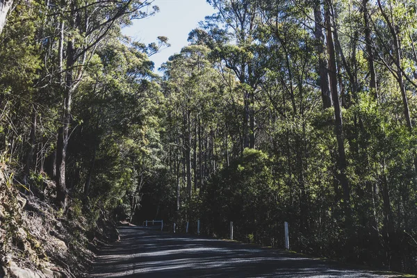 beautiful road surrounded by tall eucalyptus gum tree and Australian bush land while driving up Mount Wellington Kunanyi in Tasmania