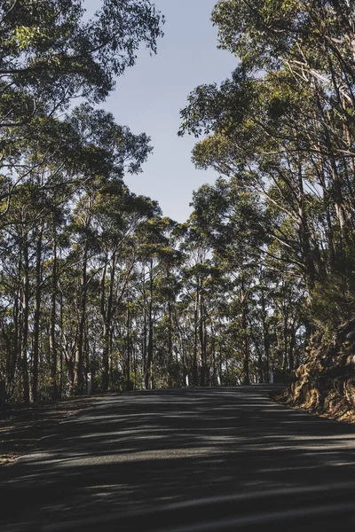 Hermoso Camino Rodeado Eucalipto Alto Árbol Goma Arbustos Australianos Mientras — Foto de Stock