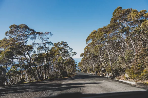 Hermoso Camino Rodeado Eucalipto Alto Árbol Goma Arbustos Australianos Mientras — Foto de Stock