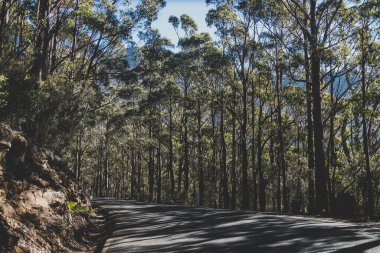 Tazmanya 'daki Wellington Dağı' na tırmanırken uzun okaliptüs ağacı ve Avustralya çalı tarlalarıyla çevrili güzel bir yol.