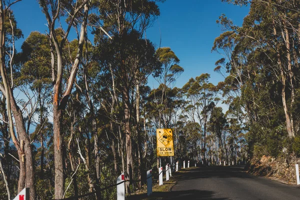Hermoso Camino Rodeado Alto Árbol Goma Eucalipto Tierras Arbustivas Australianas — Foto de Stock