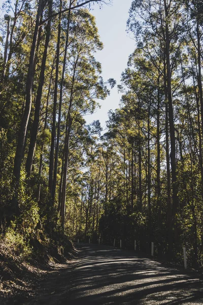 Krásná Silnice Obklopená Vysokým Eukalyptem Žvýkaček Australským Keřem Země Při — Stock fotografie