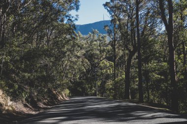 Tazmanya 'daki Wellington Dağı' na tırmanırken uzun okaliptüs ağacı ve Avustralya çalı tarlalarıyla çevrili güzel bir yol.