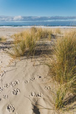 Tazmanya 'nın Marion Körfezi' nde el değmemiş, el değmemiş bir Avustralya plajı.