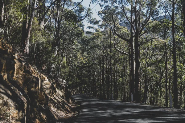 Hermoso Camino Rodeado Eucalipto Alto Árbol Goma Arbustos Australianos Mientras — Foto de Stock