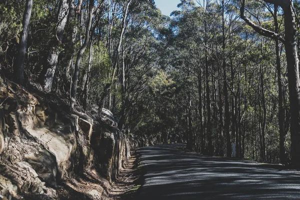 Krásná Silnice Obklopená Vysokým Eukalyptem Žvýkaček Australským Keřem Země Při — Stock fotografie