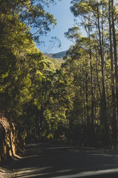 Красивая Дорога Окружении Высокой Эвкалиптовой Резинки Австралийских Кустарников Время Подъема — стоковое фото