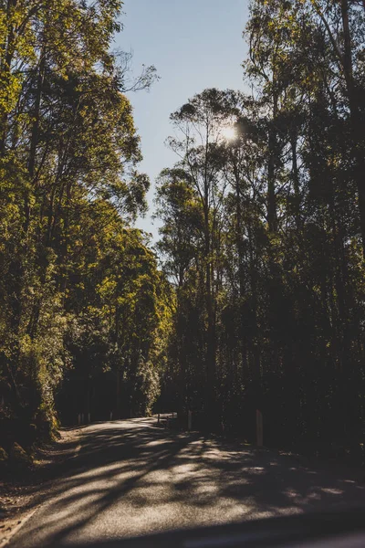 Hermoso Camino Rodeado Eucalipto Alto Árbol Goma Arbustos Australianos Mientras — Foto de Stock