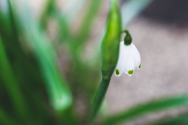 Güneşli arka bahçedeki kardamlası fabrikasının yakınına sığ bir alan derinliğinde ateş edilmiş.