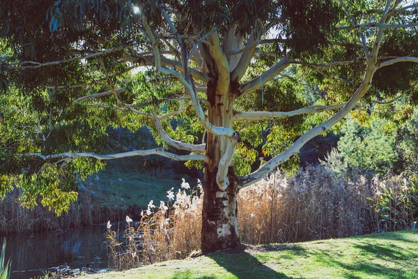 Oorspronkelijke Australische Gom Boom Met Zon Schijnt Door Kleine Rivier — Stockfoto