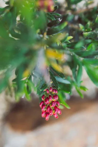 Nativní Australská Červená Grevillea Rostlina Venkovní Slunném Dvoře Záběr Mělké — Stock fotografie