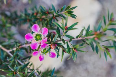 Bahçede pembe çiçekli çay ağacı bitkisinin yakın plan çekimi sığ tarlanın derinliğinde.