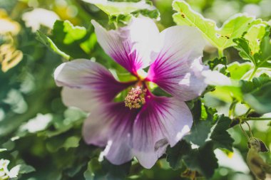 Güneş alan derinliğinin sığ arka bahçesinde açık havada çekilmiş mor ve beyaz çiçekli (afrodit hibiscus olarak da bilinir) amber çiçeği althea gülü (ayrıca afrodit hibiscus olarak da bilinir) yakın plan poz vermektedir.
