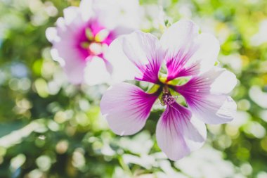 Güneş alan derinliğinin sığ arka bahçesinde açık havada çekilmiş mor ve beyaz çiçekli (afrodit hibiscus olarak da bilinir) amber çiçeği althea gülü (ayrıca afrodit hibiscus olarak da bilinir) yakın plan poz vermektedir.